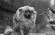 探索家族起源：博美犬（Pomeranian）篇