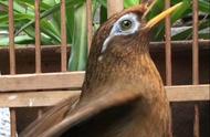 揭秘：为何有些人养鸟总是喂死？笼养画眉喂食技巧大公开！