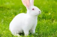兔年特辑：你真的了解兔子吗？