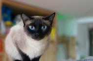 暹罗猫的日常生活护理：如何正确喂养？