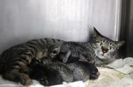 路边奄奄一息的虎斑猫，带回家后发现它竟然怀孕了！