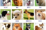 狗狗品种图鉴：一览无余的宠物狗种类