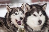 西伯利亚雪橇犬与德国狼犬：揭秘它们与狼的相似性