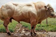 比利时蓝牛：人类欲望的畸形产物，为了肉食而干预自然繁育