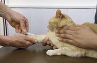 揭秘猫咪血型：它对小猫的健康成长有何影响？