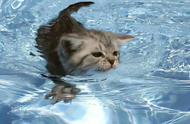 猫咪为何天生对水有恐惧？
