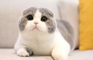 苏格兰折耳猫：最不值得饲养的猫咪