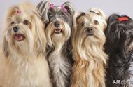 十种全球最可爱的小型犬，排名不分先后