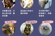 中华田园犬种类一览
