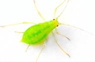 蚜虫的非传统繁殖方式：不交配也能怀孕