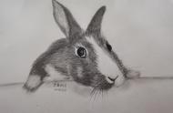 描绘一只顽皮的兔子，人们常说狡兔有三窟，这是指野生兔子吗？