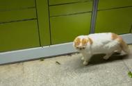 江苏：优雅的加菲猫在夜晚独自漫步，尽管看起来干净，却似乎已经很久没有进食了