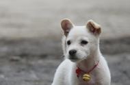 中华田园犬为何成为弃养率最高的犬种？