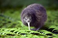 新西兰的奇妙之旅：收集三种神秘动物