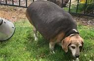 从82斤减至46斤的比格犬，现在肩负着帮助90斤的狗弟弟瘦身的使命