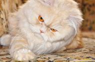 波斯猫的高清美图，萌态可掬，爱动物的你不容错过！