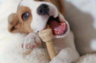 狗狗口臭的原因：是没刷牙还是疾病？