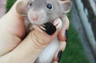 鼠年来临，揭秘最可爱的十大鼠类！