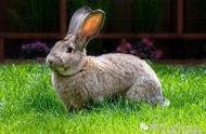 这只兔子，体重高达13公斤，是家族中的超级大块头