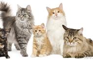 波斯猫：十大最适合家养的猫咪之首