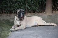 五种体型最大的犬类：李小龙的守护者，堪比藏獒