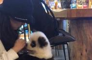 成都宠物咖啡馆的“熊猫狗”：是国宝还是宠物？