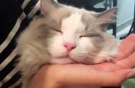 布偶猫的幸福生活：这些表现说明您养猫有方！