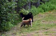 中华田园犬摄影：双狗情深，同步动作的田园伙伴