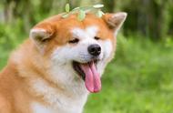 秋田犬：日本的皇家宠物！