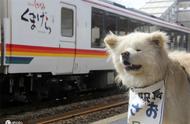 网红秋田犬“丑萌”离世，曾是日本观光站的明星