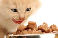 猫咪的饮食禁忌：除了牛奶、葡萄和巧克力，还有虾！