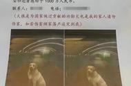 郑州悬赏千万寻回“功勋犬”，网友：最终只给5000