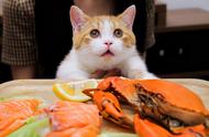 春节猫咪安全指南：这些食物请远离