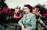 英国女王离世后，她的宠物犬何去何从？