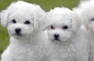 小型犬种大比拼：博美、约克夏、比熊，你最爱哪一款？