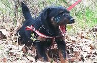 无畏的小霸王——德国猎梗犬，是猎犬中的小巨人