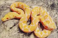 黄金蟒：一种令人喜爱的蛇类介绍