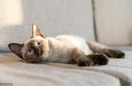 暹罗猫：猫咪品种的瑰宝