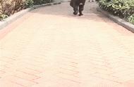 巨型犬登场，当它向我奔来时“人仰狗翻”，网友：你养的是熊吗？