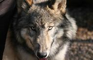 五种最像狼的犬种，第二种竟然被多个国家禁止饲养！