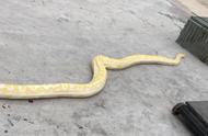 宾阳汽车展厅现4米长黄金蟒蛇，无人受伤