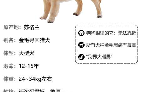 金毛犬：狗界的暖心大使，温柔可爱的象征