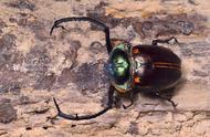 1982年被认为灭绝的巨型甲虫，如今在人间重现