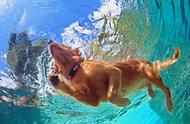 夏日宠物游水指南：8种狗狗游泳能手推荐