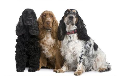 黑色可卡犬与其他纯色可卡犬：207种品种的详细介绍（十一）