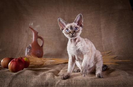 探索德文猫：英国神秘的短毛卷曲猫种