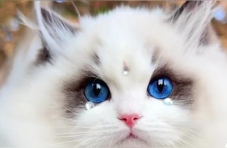 布偶猫：美颜与亲和力的完美融合