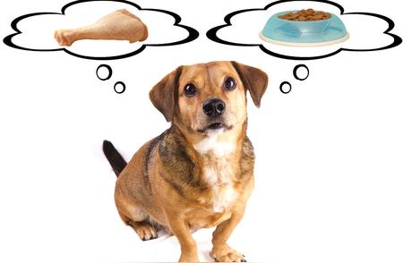 狗狗食物过敏：症状识别与治疗技巧