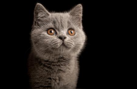 新手养猫指南：10种最适合的猫咪品种推荐