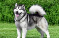 阿拉斯加雪橇犬：一种独特的犬种介绍